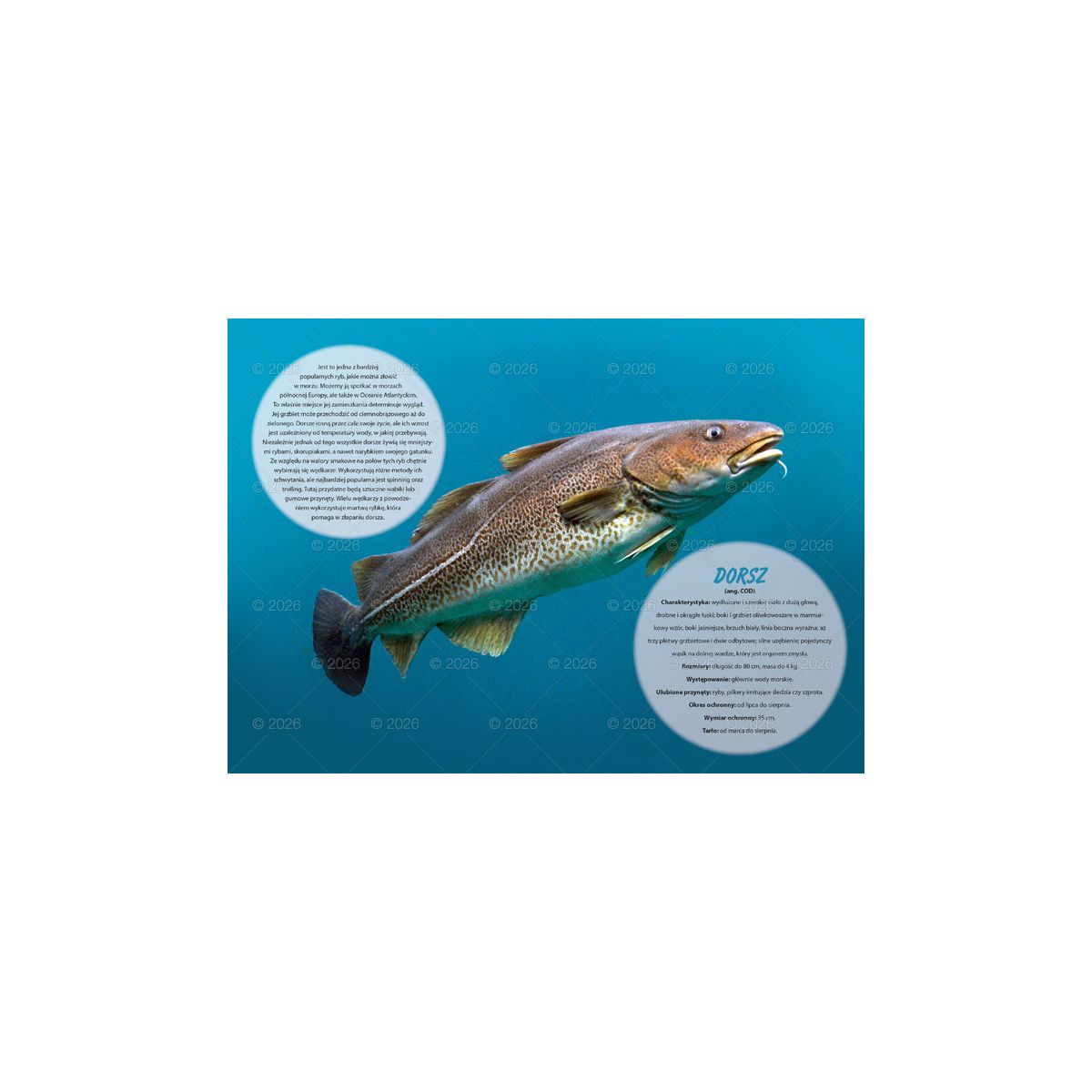 Kalendarz ścienny (401000) k:2915-377 wędkarski rodzinny 280mm x 200mm Lucrum (WL14)