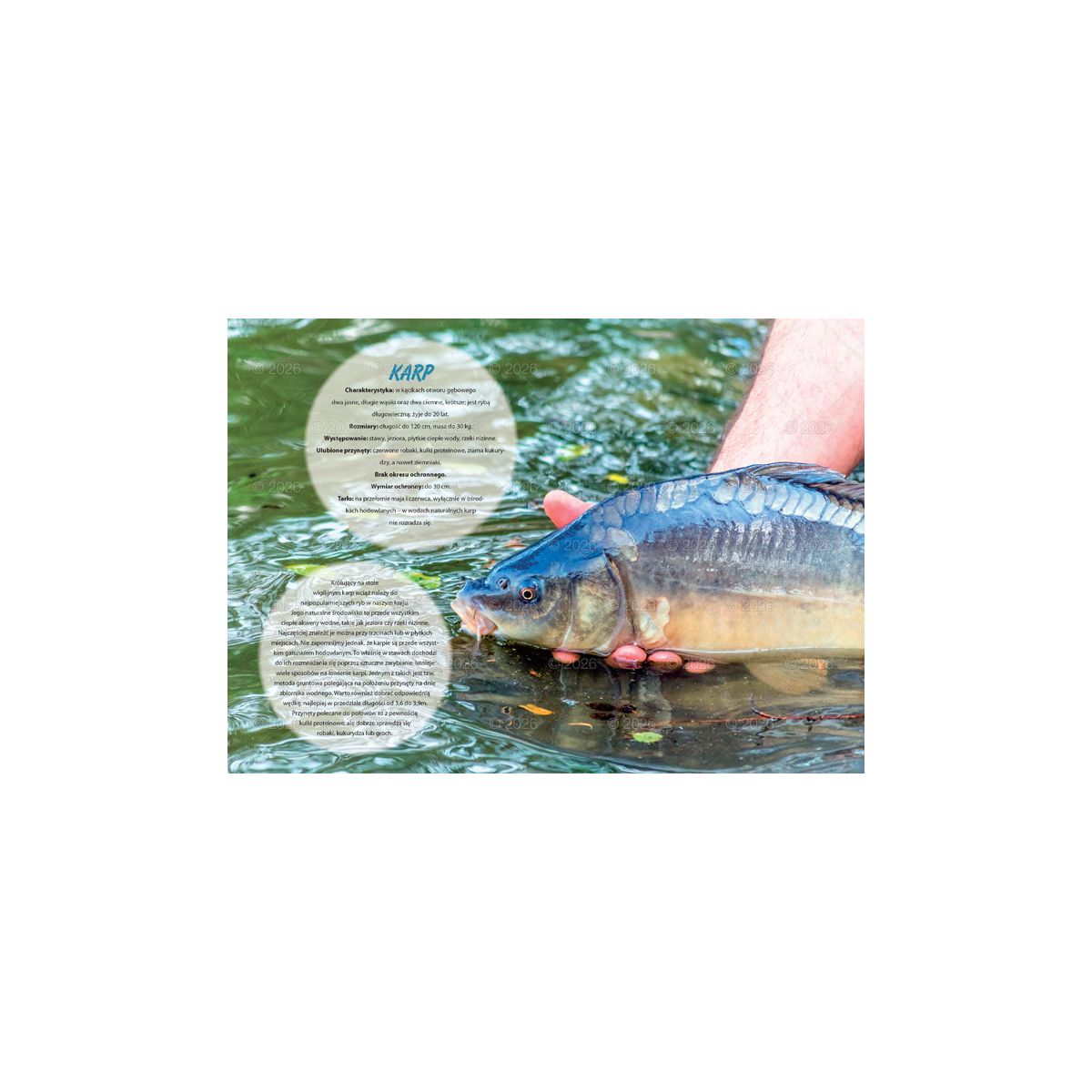 Kalendarz ścienny (401000) k:2915-377 wędkarski rodzinny 280mm x 200mm Lucrum (WL14)