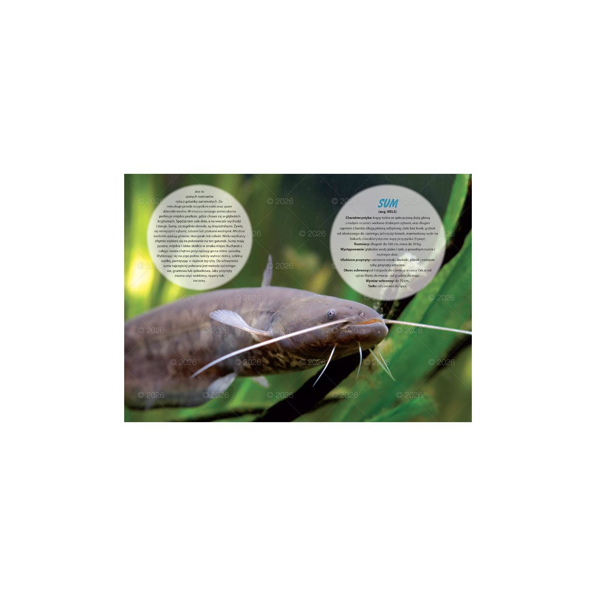 Kalendarz ścienny (401000) k:2915-377 wędkarski rodzinny 280mm x 200mm Lucrum (WL14)