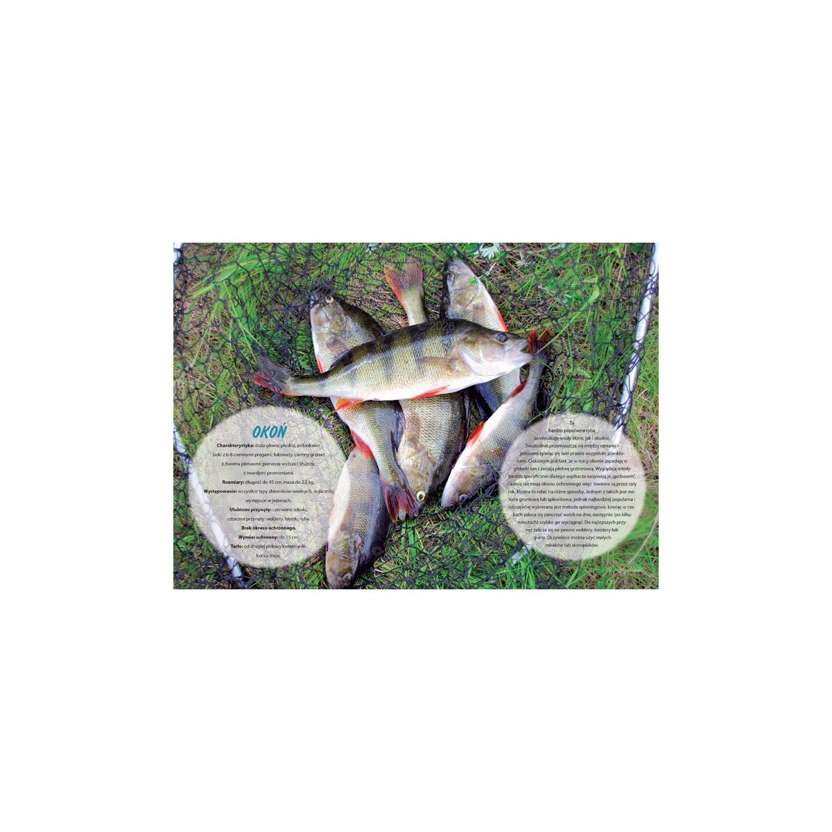 Kalendarz ścienny (401000) k:2915-377 wędkarski rodzinny 280mm x 200mm Lucrum (WL14)