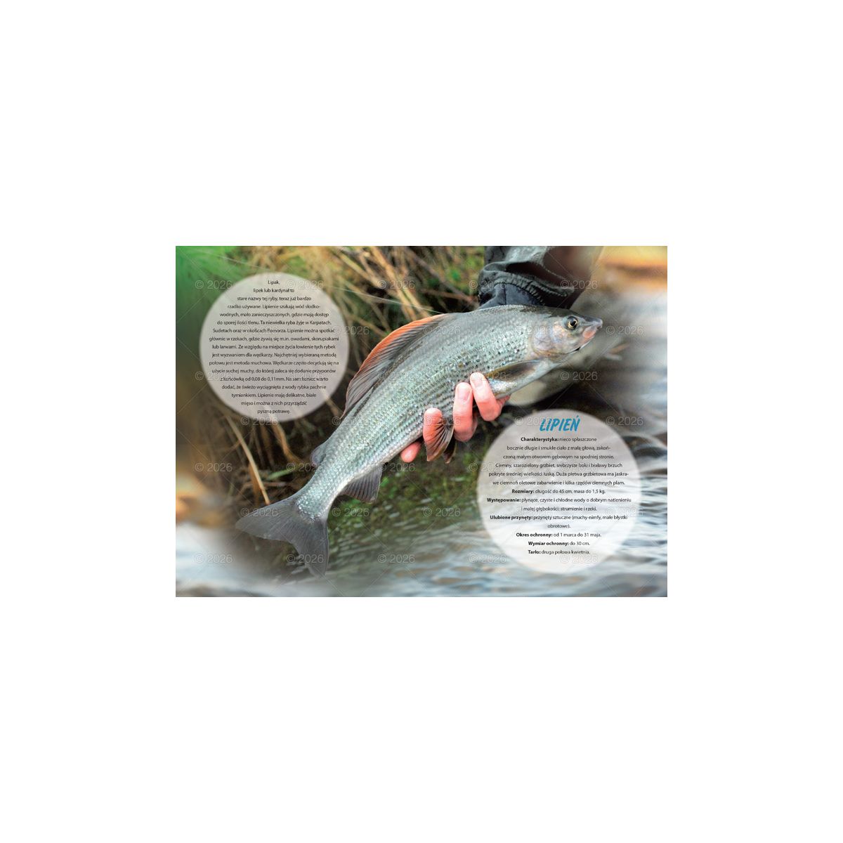 Kalendarz ścienny (401000) k:2915-377 wędkarski rodzinny 280mm x 200mm Lucrum (WL14)