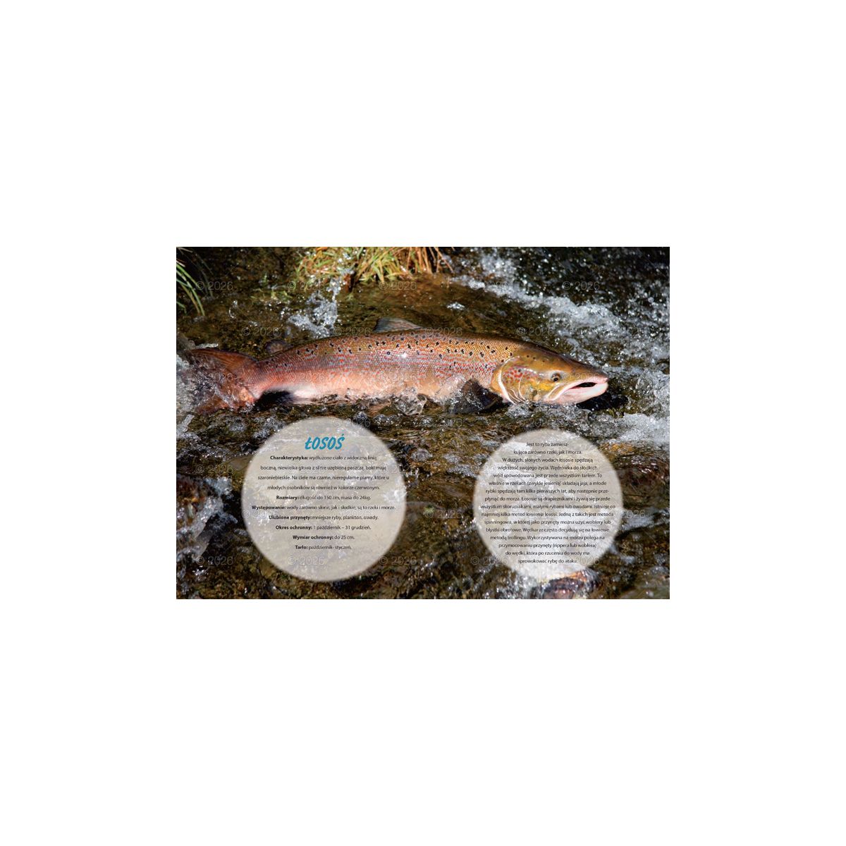 Kalendarz ścienny (401000) k:2915-377 wędkarski rodzinny 280mm x 200mm Lucrum (WL14)