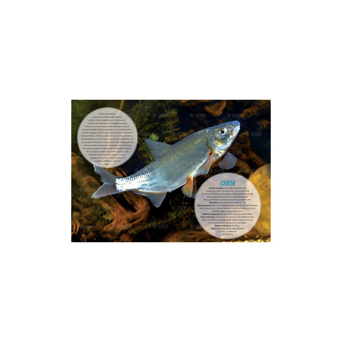 Kalendarz ścienny (401000) k:2915-377 wędkarski rodzinny 280mm x 200mm Lucrum (WL14)