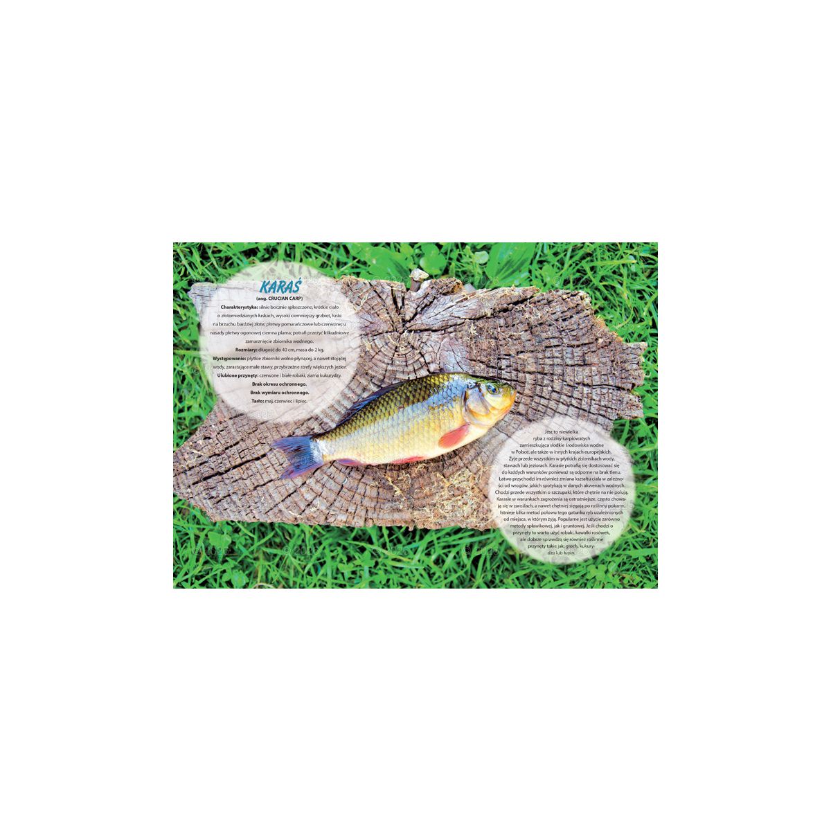 Kalendarz ścienny (401000) k:2915-377 wędkarski rodzinny 280mm x 200mm Lucrum (WL14)
