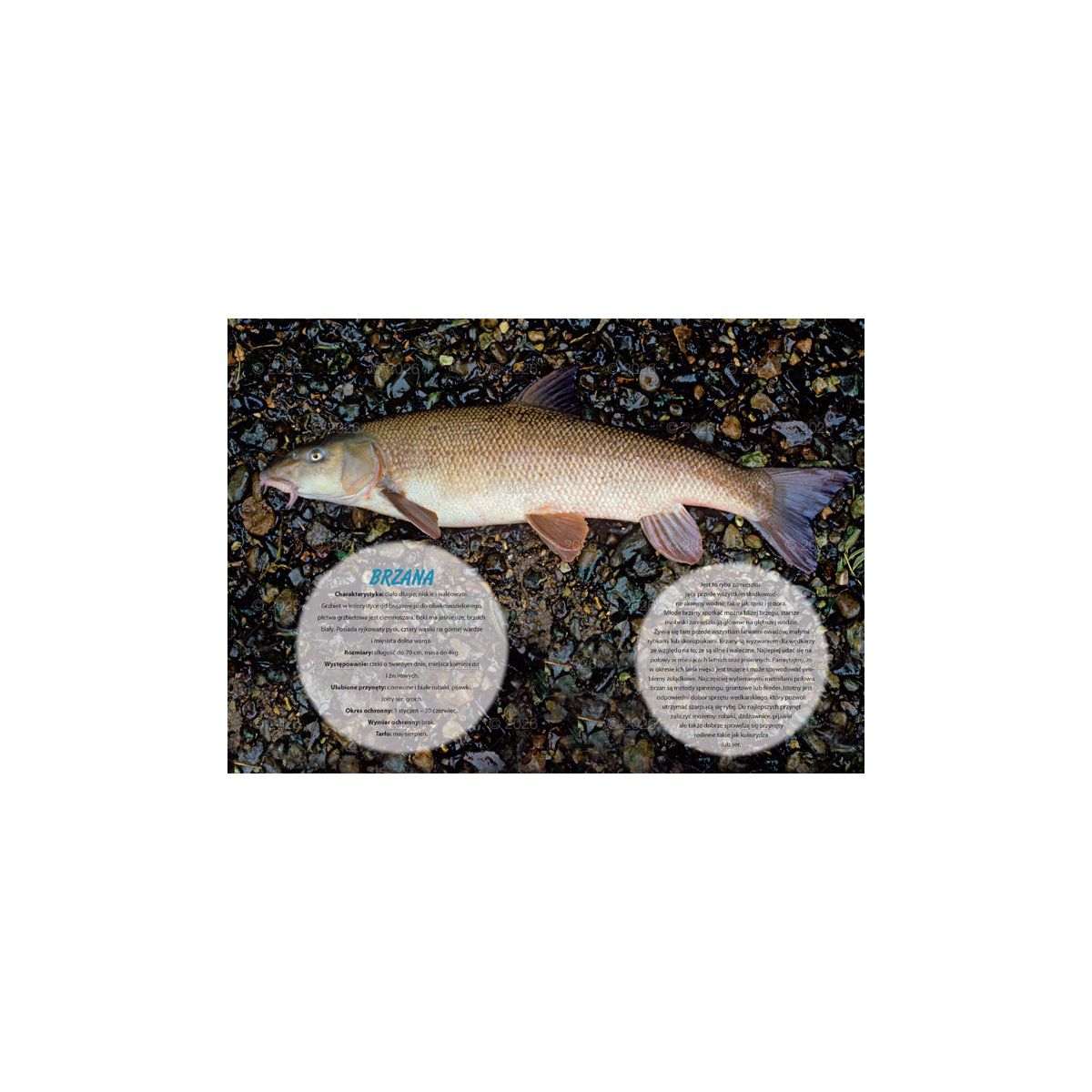 Kalendarz ścienny (401000) k:2915-377 wędkarski rodzinny 280mm x 200mm Lucrum (WL14)