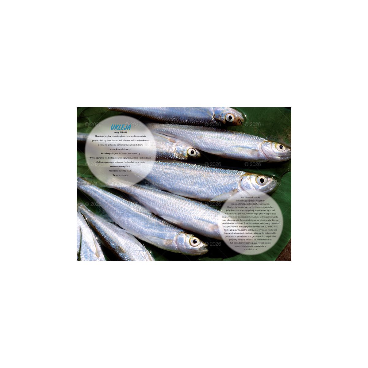 Kalendarz ścienny (401000) k:2915-377 wędkarski rodzinny 280mm x 200mm Lucrum (WL14)