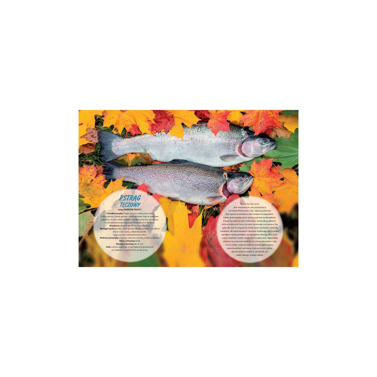 Kalendarz ścienny (401000) k:2915-377 wędkarski rodzinny 280mm x 200mm Lucrum (WL14)