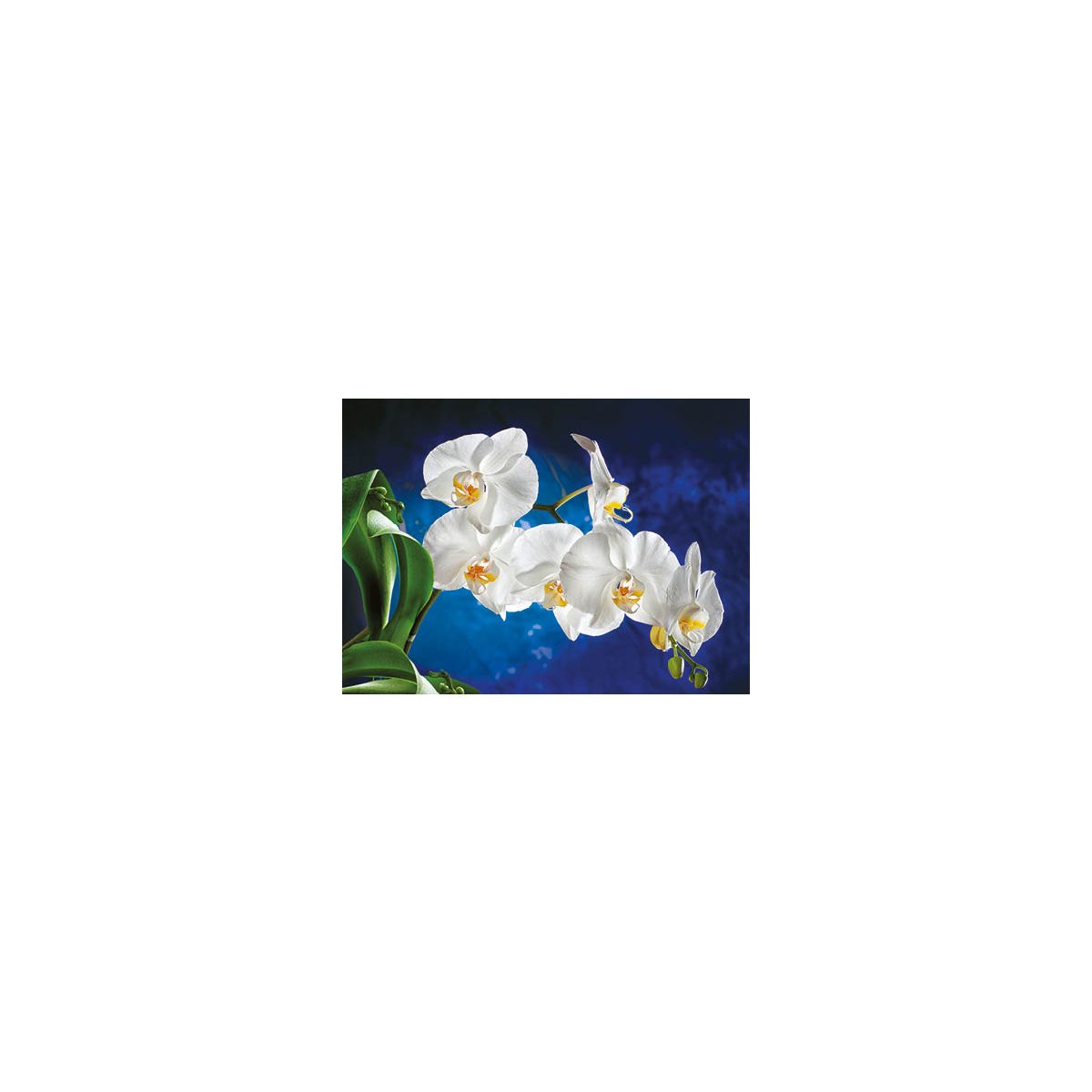 Kalendarz ścienny Orchidea TRÓJDZIELNY Jotan (T45)