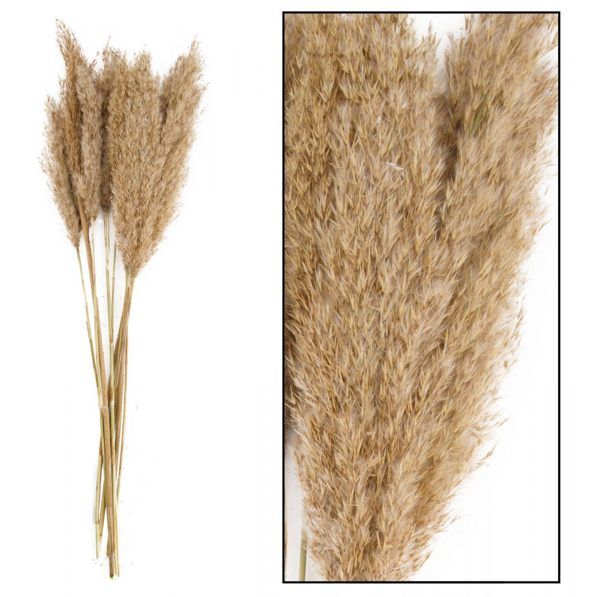 Kwiaty Trawa Plume 80-90cm 12-14szt naturalna Home And Garden (3052)